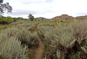 Little Mo Nature Trail  TRNP - North Unit