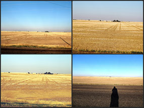 Montana wheat fields - Rt 2 West of Havre
