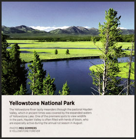 WY  Yellowstone NP - postcard