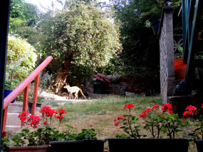 Fox in Jill's Garden - Hampstead London