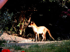 Fox in Jill's Garden - Hampstead London