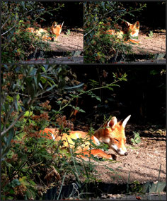 Fox in Jill's Garden - Hampstead London