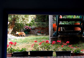 Fox in Jill's Garden - Hampstead London