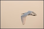 Egret on the wing
