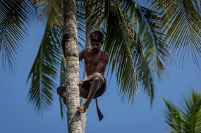 Harvesting coconuts at 50'