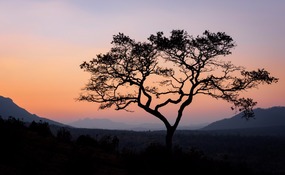 Sunset silhouette