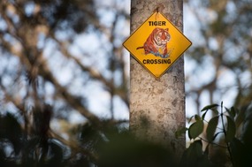 After all, it is a tiger reserve