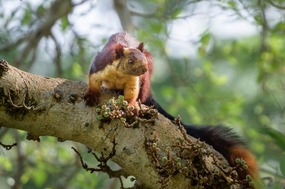 Malabar Giant Squirrel
