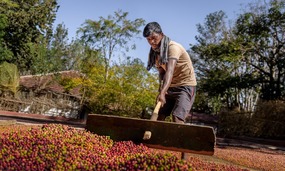 Raking out the coffee beans to dry