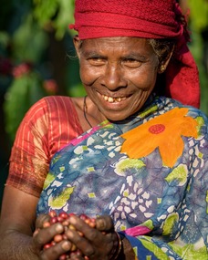 Women work hard picking coffee beans