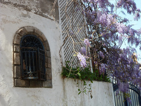 Wisteria in Capri