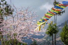 Early blossoms