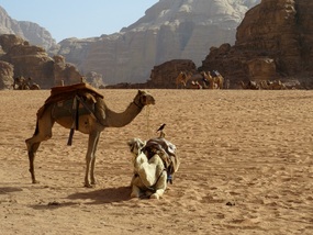 T. E. Lawrence Land