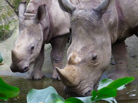 And a rhinoceros or two