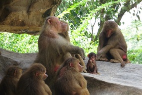The family