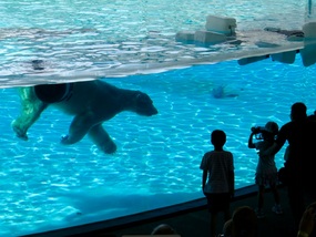 The lonely hot polar bear