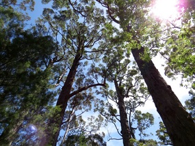 Tree Top Walk