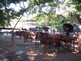Aah..horse and cart day