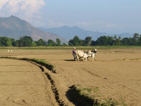 The fields stretched out...