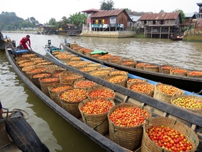 The tomato harvest