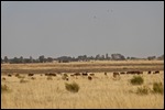 Cattle on the Plains