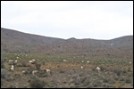Dorpers in the rough country