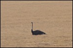 John spied a lonely ostrich