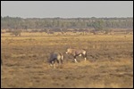 Very strange looking animals