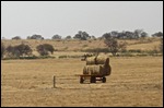 We didn't see much hay