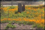 Wildflowers by the train line