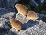 Rock Lyrax live on Table Mountain