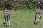 Zebra at the first winery