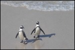 They don't think the water is too cold!