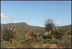 Aloe plants growing wild