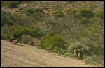Baboons on the side of the road