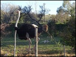 The male ostrich strutting along the fence