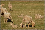 The Manor Farm sheep