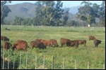 Cattle on the ostrich farm