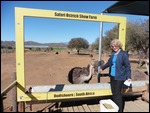 Feeding an ostrich off a large spoon