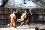 The workers giving us a riding display