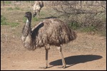 This is an emu to compare size