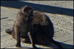 Baboon on the under arch of the bridge