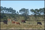 Cattle and cropping along the way