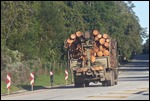 Pine forests - log carting