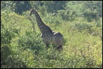Giraffe with the 7 vertebra neck