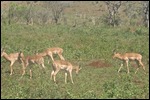 Impala in a big groups