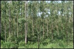 More plantation eucalyptus