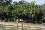Pineapples for sale on the side of the road