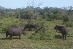 Rhino