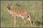 Striped Impala at lunch